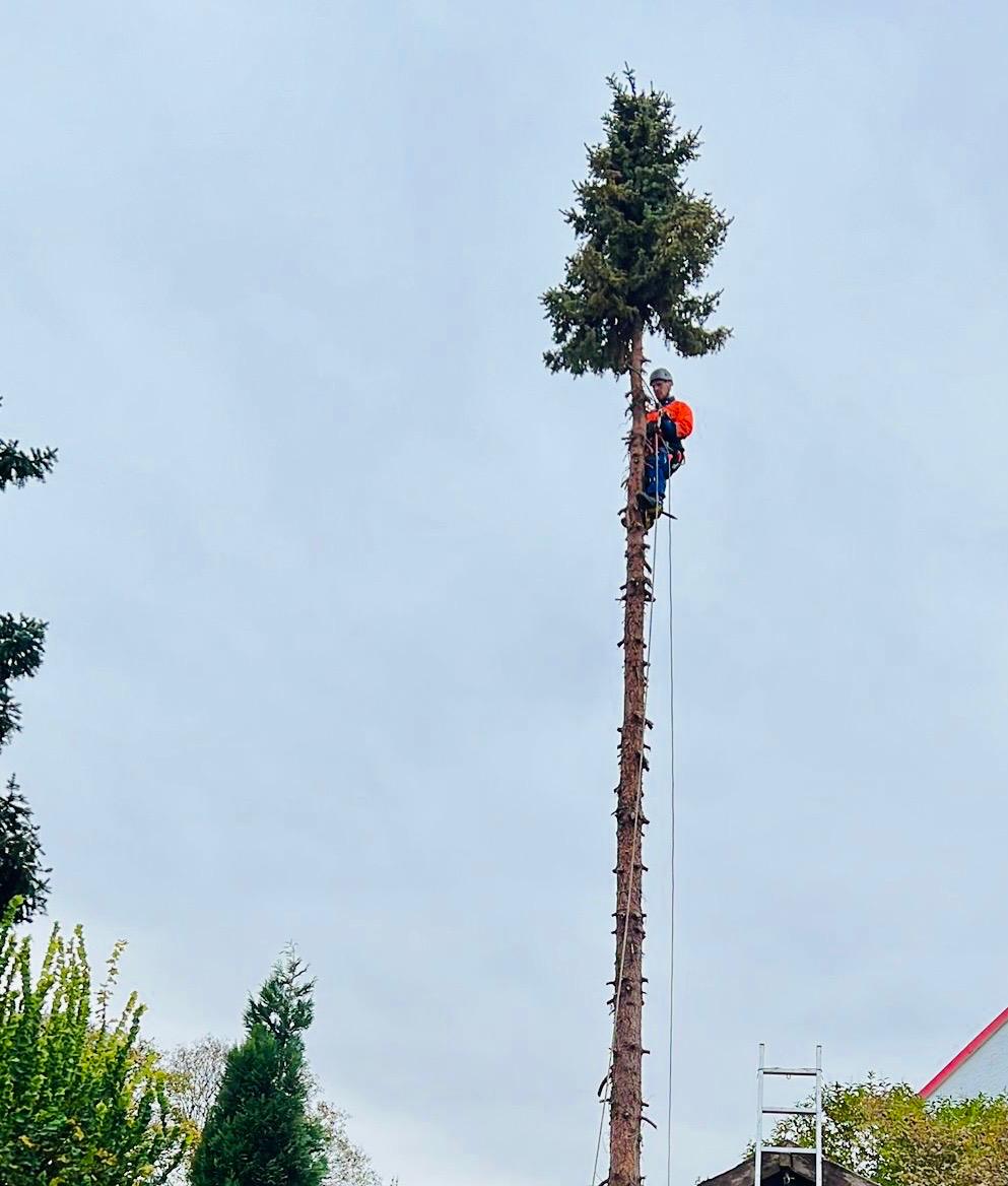 Fällung mit Abseiltechnik